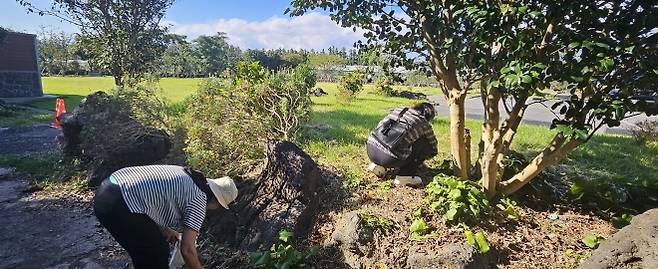 은퇴자마을 체험 프로그램 참가자들이 동백마을 프로그램 중 가장 인기 좋은 동백씨앗을 직접 줍고 있다. 제주 강동삼 기자