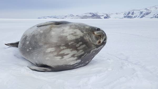 남극에 서식하는 바다표범. /이영호