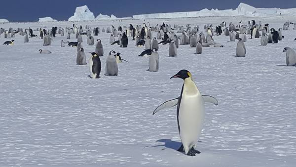 남극에 서식하는 펭귄 모습. /이영호