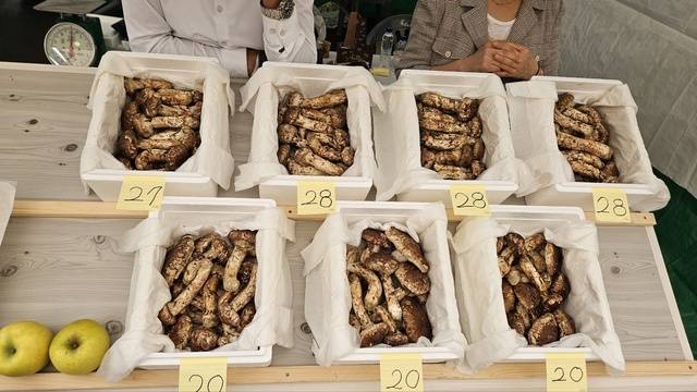 봉화송이생산자유통협회가 운영하는 판매 부스에 신선한 송이가 진열돼 있다. 봉화축제관광재단 제공