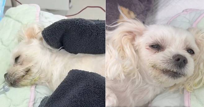 의식불명으로 내원한 반려견 '사랑이'가 긴급 수혈 후 의식을 차리는 모습(병원 제공) ⓒ 뉴스1