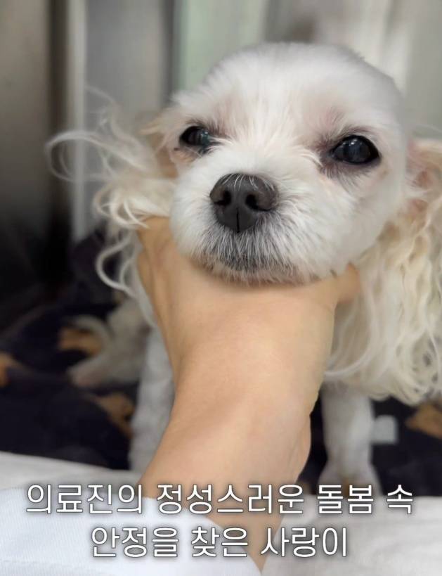 수혈 치료 후 상태가 안정된 사랑이(병원 제공) ⓒ 뉴스1