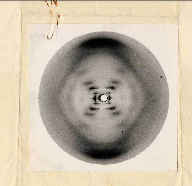 로절린드 프랭클린이 촬영한 '51번 사진'. /위키미디어