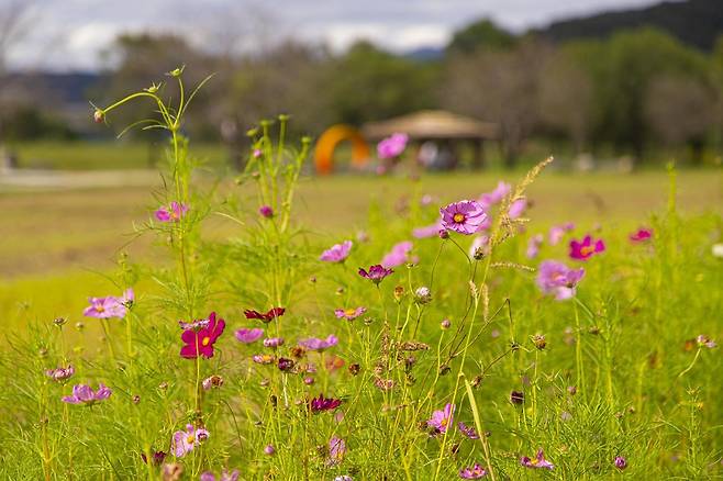여주시 남한강 당남리섬은 가을이 되면 섬 전체가 코스모스 등 길 닿는 곳마다 가을꽃으로 가득하다. 경기관광공사 제공