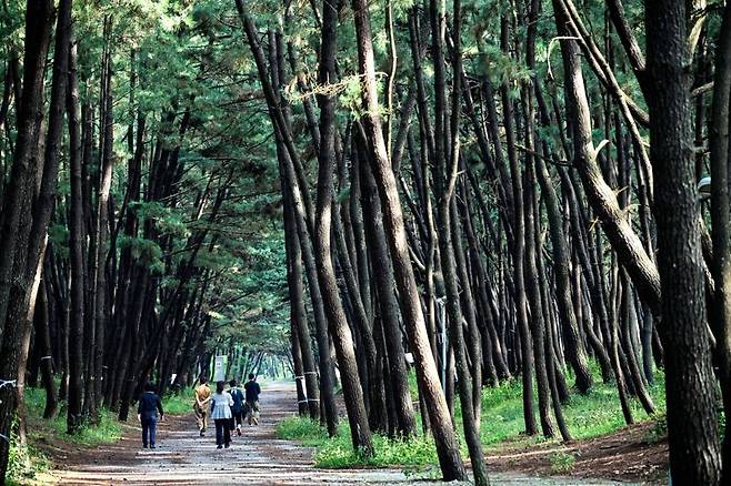 안면도 삼봉해변 소나무숲길