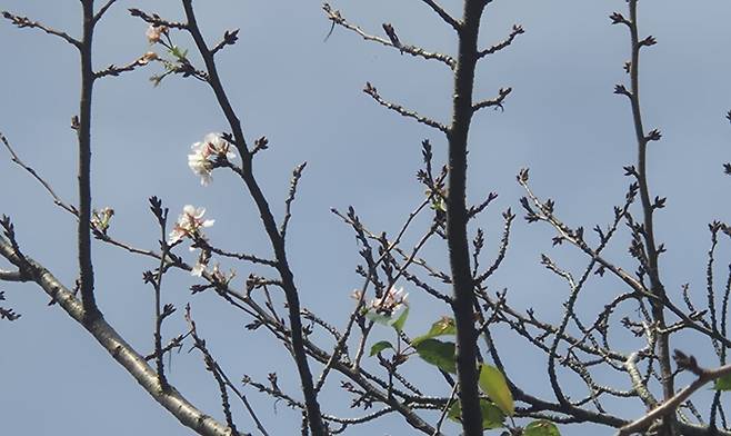 15일 벚꽃이 핀 왕벚나무. 서보미 기자