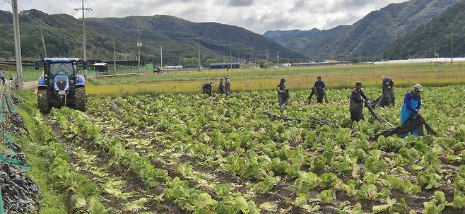 외국인 노동자와 트랙터 등이 16일 오전 충북 청주시 미원면 양성근씨의 배추밭을 갈아엎고 있다. 오윤주 기자
