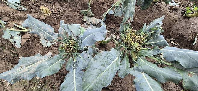 세균성 병충해가 발생한 브로콜리. 오윤주 기자