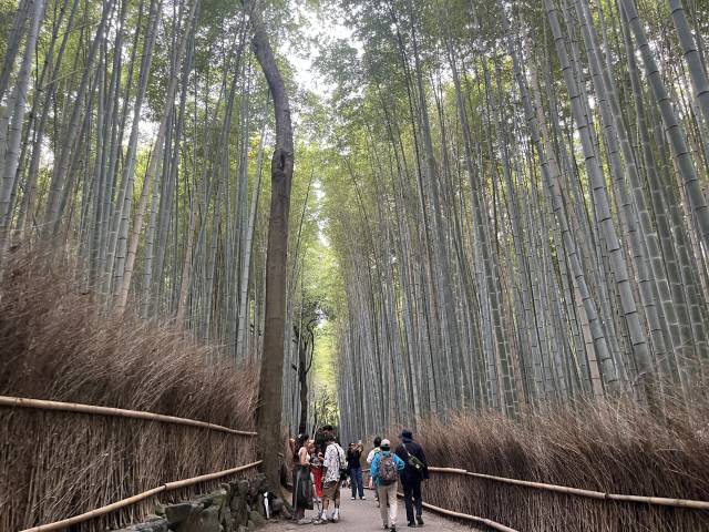 일본 기항지 투어-교토 아라시야마 숲. 김세연 기자