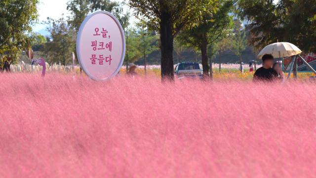 경남 의령군 호국의병의숲 친수공원을 분홍빛으로 뒤덮은 핑크뮬리. 남태우 기자