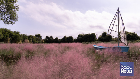 제주허브동산 핑크뮬리 돛단배 포토존. ⓒ제주허브동산