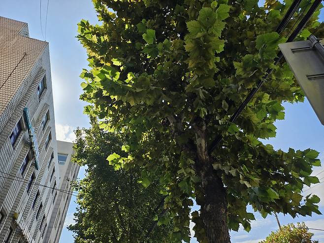 17일 서울 종로구의 한 가로수. 김광우 기자.