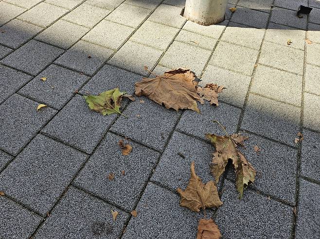 17일 서울 종로구의 한 거리에 나뭇잎이 떨어져 있다. 김광우 기자.