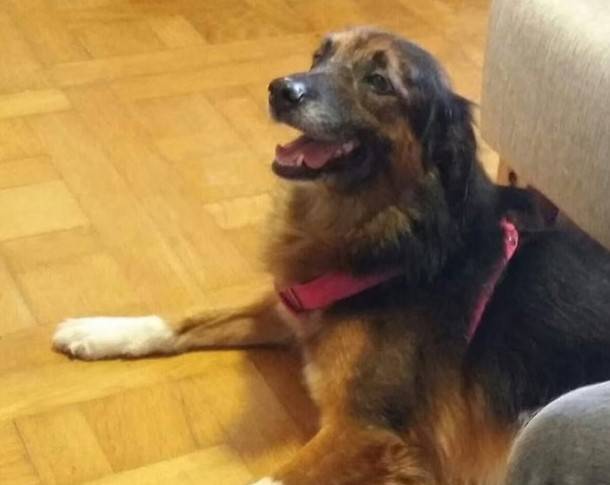 수하물 칸에서 실종된 반려견 '모나' [더 가디언]