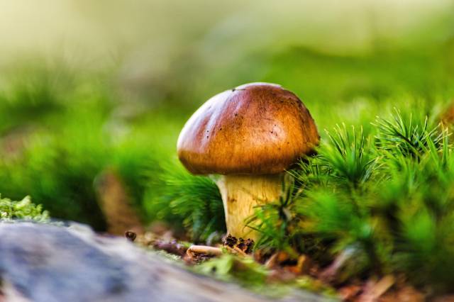 잔솔나무 사이로 솟아오른 송이버섯