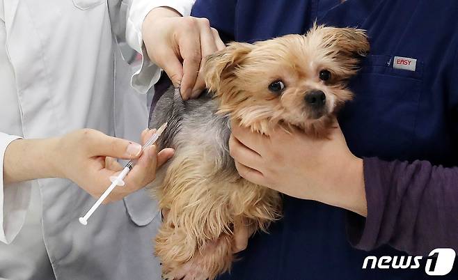 서울의 한 동물병원에서 수의사가 반려견에게 광견병 예방접종을 하고 있다. 2021.4.15/뉴스1 ⓒ News1 박지혜 기자