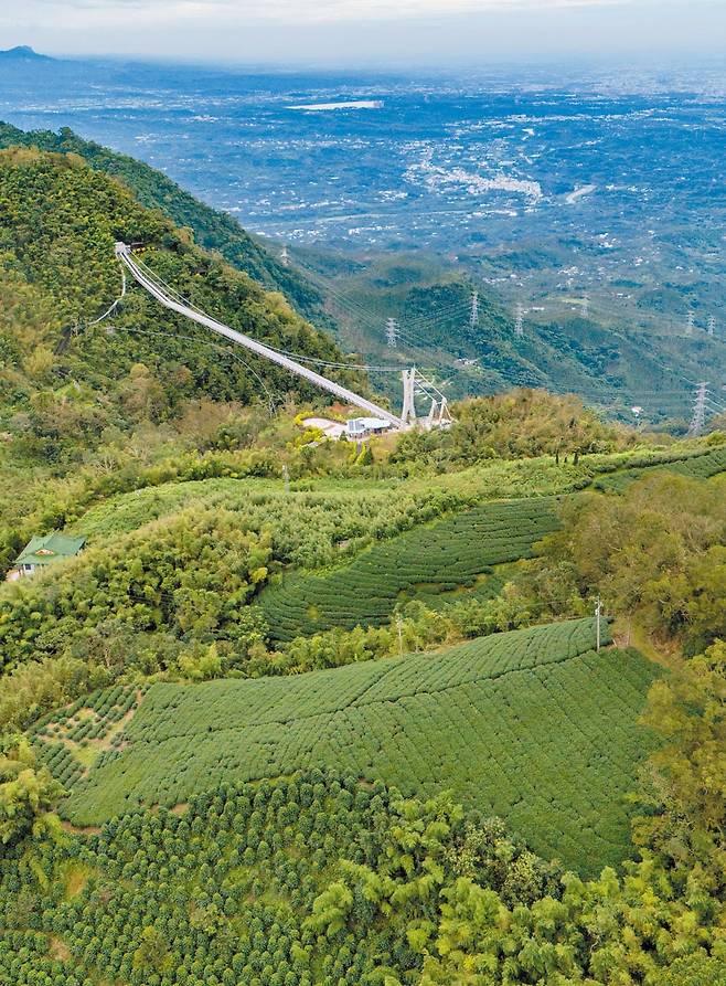 아리산 타이핑 마을의 타이핑 구름다리. 해발 1000m 높이에 있는, 대만에서 가장 높은 곳에 조성된 가장 긴 현수교다. /장련성 기자