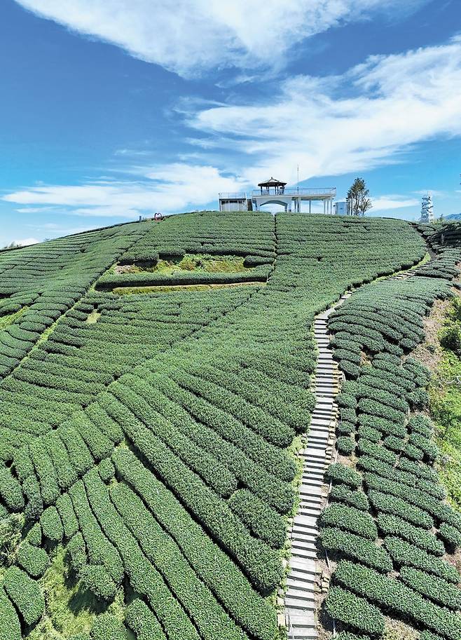 해발 고도 1000m가 넘는 고산 지대에 펼쳐진 차밭이 마치 지평선처럼 하늘과 맞닿아 있는 아리산의 풍경. /장련성 기자