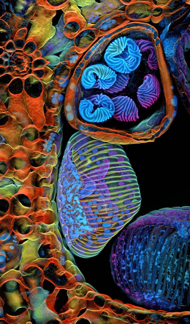 니콘 스몰월드 5위 ‘작은 열대 고사리식물의 포자(보라색, 파란색)’. 25배율. Igor Robert Siwanowicz/Nikon Small World