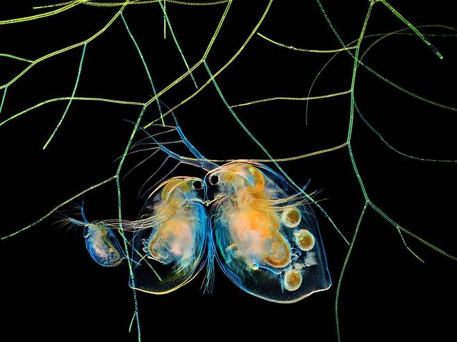 니콘 스몰월드 17위 ‘물벼룩과 조류’. 5배율. Hong Guo/Nikon Small World
