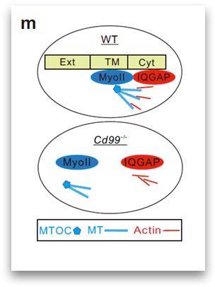 ▲그림 CD99 단백질은 CD8+T세포의 막단백질이다. 모두 세 개의 영역, 즉 도메인으로 나눠볼 수 있다. 이중 막통과 도메인(TM)의 기능을 알아낸 게 최은영 교수 연구의 성과다. 막통과 도메인에 마이오신(Myoll) 단백질이 다가와 상호작용하며, 또 마이오신 단백질에 미세소관이 와서 상호작용한다. CD99의 세포 내부로 돌출해 있는 영역(Cyt, 세포질 도메인)에는 다른 단백질(IQGAP1)이 와서 들러붙고, 이 단백질에 액틴이 상호작용한다. CD99가 없으면 이런 모든 상호작용이 일어나지 않는다. 그러니 CD99는 액틴과 미세소관이 상호작용해서 면역 시냅스가 잘 만들어지게 하는 플랫폼이다. ⓒ이미지 최은영 교수 제공