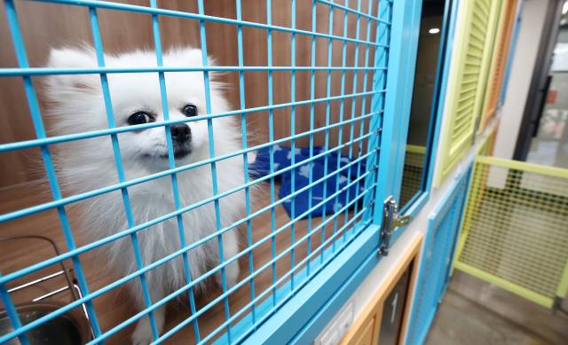 ‘서울동물복지지원센터 동대문’에서 새로운 가족을 기다리는 유기견. 뉴스1