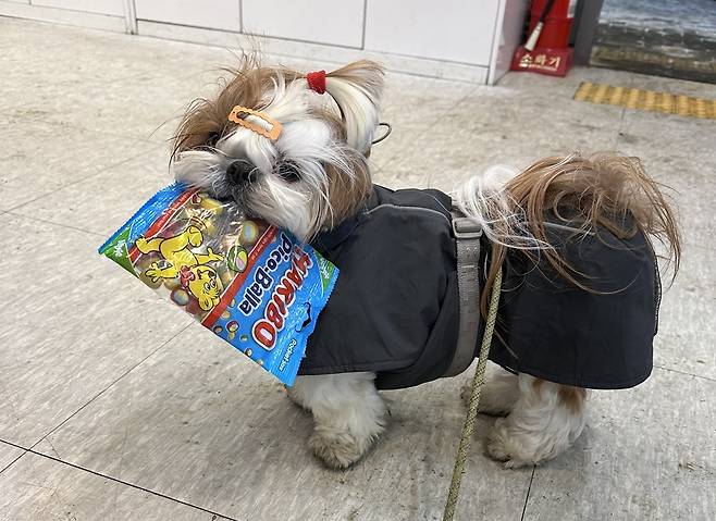 특별한 산책 루틴을 즐기는 시추 '행복이'(정원경 제공) ⓒ 뉴스1