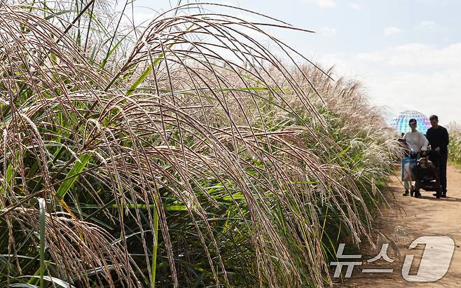 완연한 가을날씨를 보인 19일 서울 마포구 하늘공원에서 열린 서울억새축제를 찾은 시민들이 억새밭을 거닐고 있다. ⓒ News1 이호윤 기자
