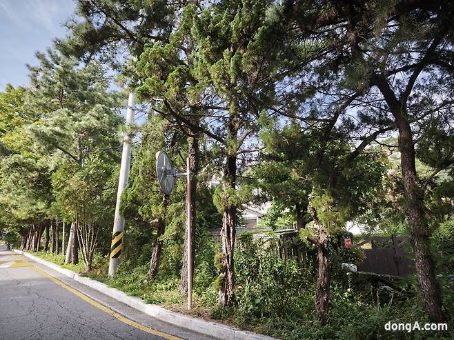 샤오미 15T 프로로 직접 찍은 사진 샘플.