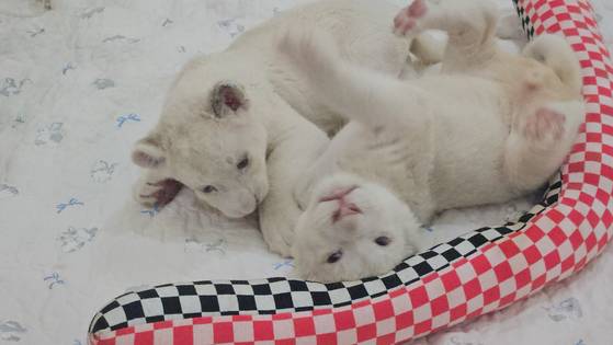 아기 백사자 남매 루카와 루나. [사진 네이처파크]