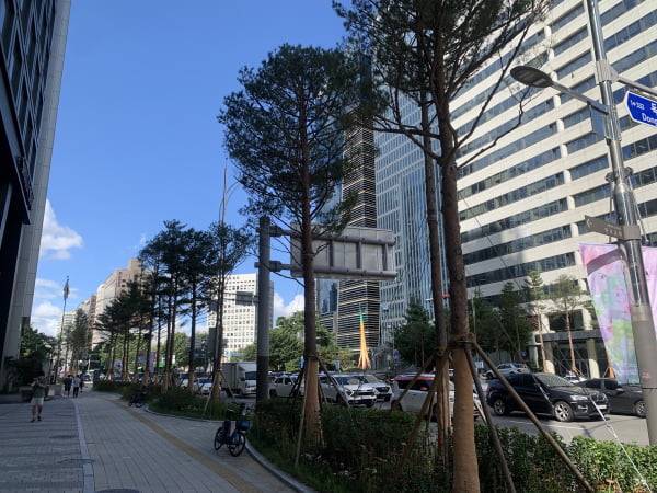 마포대로와 삼개로 일대에 심은 토종 수목 소나무가 건강하게 생육 중인 마포대로 소나무 모습. 사진=마포구 제공