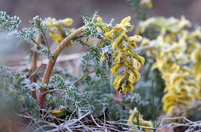 야생화 산괴불주머니에 내려앉은 서리. 지난 4월 29일 대관령의 아침 최저기온이 영하 3도까지 떨어져 강원 강릉시 대관령 도로변에서 노란 꽃을 활짝 피운 산괴불주머니에 서리가 하얗게 내렸다. [연합]