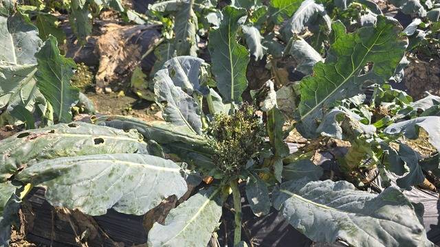 9월말부터 지속된 비와 흐린날씨에 검은무늬병이 덮쳐 검게 타들어가는 브로콜리