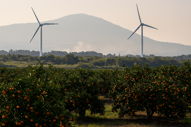“기후가 산업의 리듬을 흔든다.” 폭염 속 감귤밭과 멈춘 풍력 발전기를 상징적으로 표현한 편집 이미지.