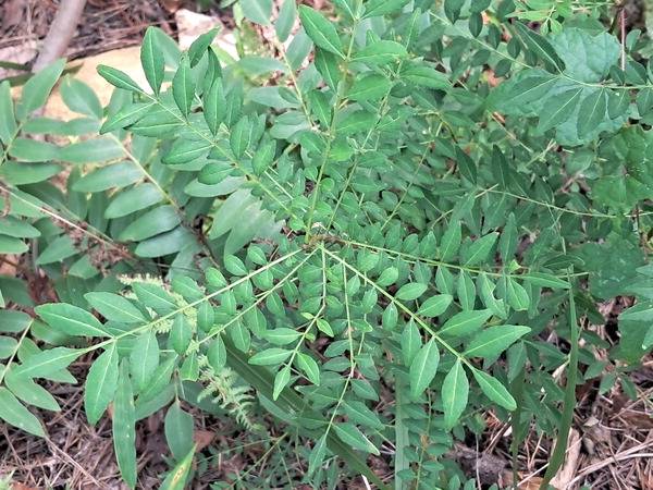 산초나무. 줄기에 달린 가시가 서로 어긋나 초피나무와 차이가 있다.
