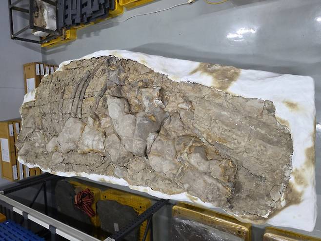 포항 신생대 두호층 고래화석. / 사진 = 국가유산청 제공