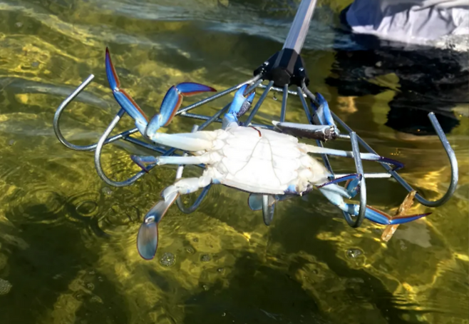 제주 연안에서 잡힌 청색꽃게.[X(구 트위터) 갈무리]