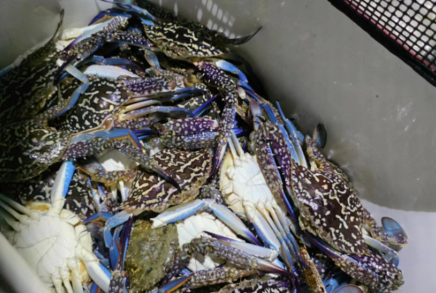 제주 연안에서 발견된 청색꽃게.[인스타그램 갈무리]