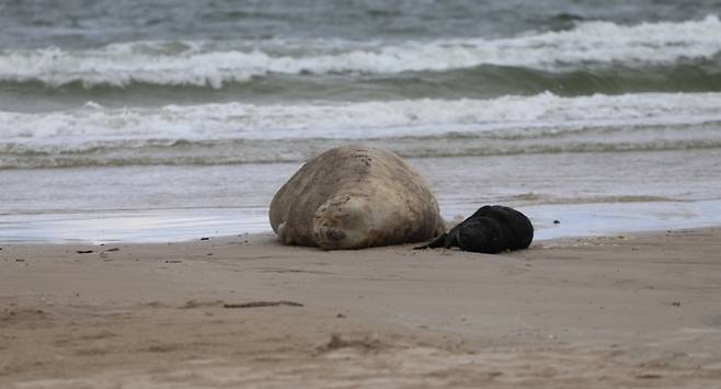 해변에서 출산한 어미 바다코끼리와 새끼. 말도나도 야생동물구조센터
