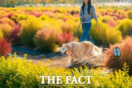 경기 포천시가 지난 해 개최한 '포천 펫스타(Pet Star)'를 찾은 한 참가자가 반려견과 여유롭게 산책을 하고 있다. /포천시