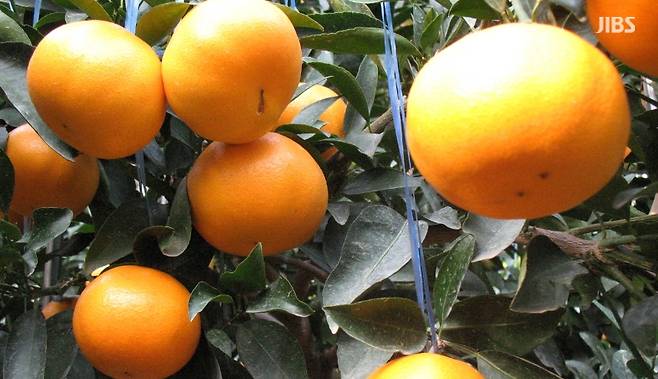 천혜향. (제주자치도 농업기술원 제공)