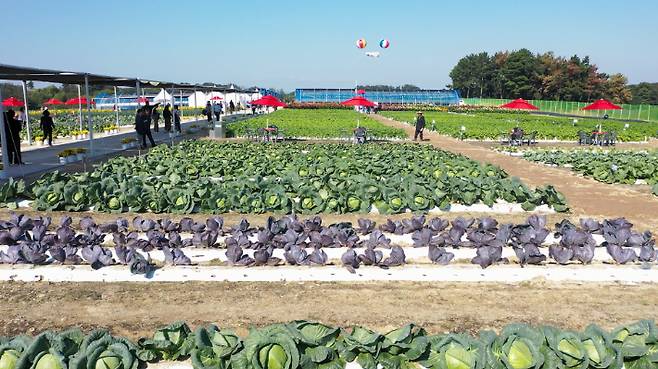 '2025 국제종자박람회' 행사장. 노컷TV 캡처