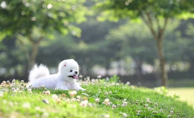 달리(2013.02.24~2024.10.22) 인스타그램.