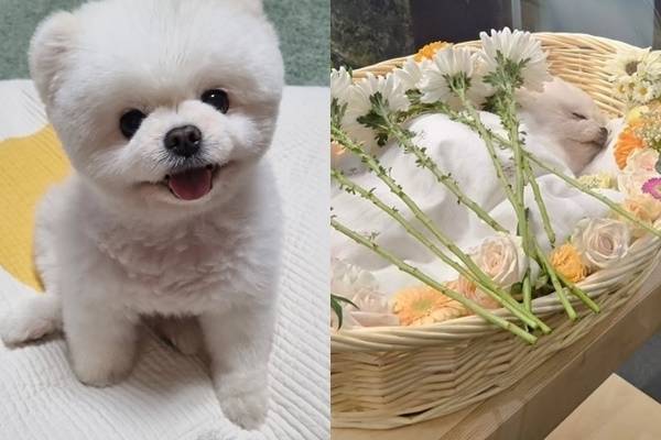 달리(2013.02.24~2024.10.22) 가족에게 완전한 행복을 알려주고 떠난 달리. 인스타그램