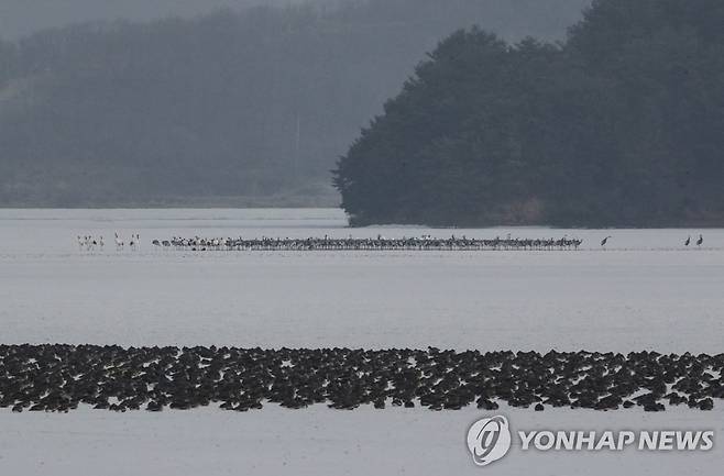 철원 토교저수지  [연합뉴스 자료사진]