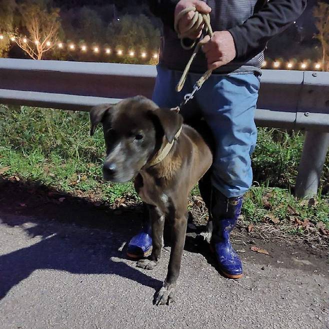 핏불테리어 등 맹견 사육허가제가 시행 중이나 관리감독이 거의 이뤄지지 않는 사각지대가 드러났다. 사진은 22일 사육장을 탈출했다가 포획된 대덕구 삼정동 핏불테리어. &nbsp;(사진=대전소방본부 제공)