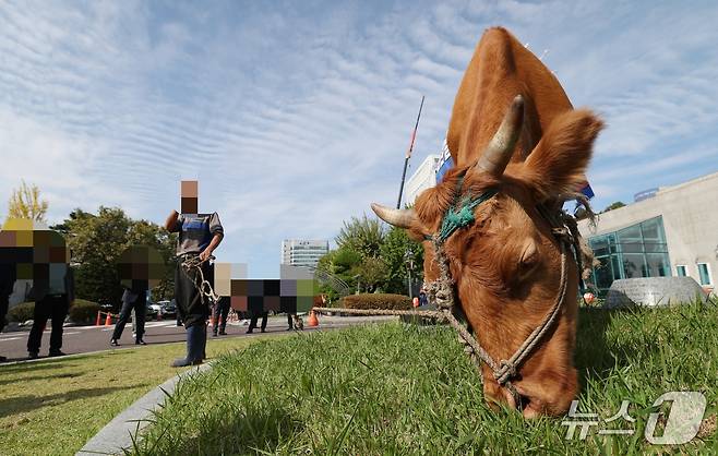 23일 오전 '도시가스 공급 공사 비용 지원'을 요구하는 한 민원인이 소 3마리를 끌고 경기 수원특례시청을 항의 방문해 한동안 소란이 일었다. 2025.10.23/뉴스1 ⓒ News1 김영운 기자