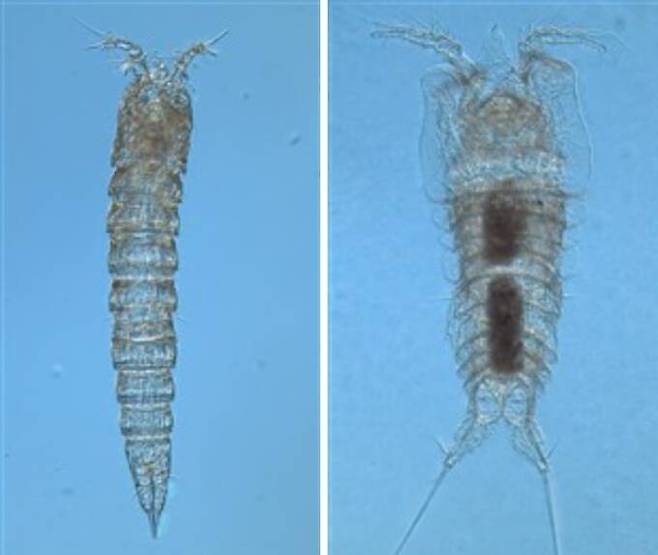 지난 9월 독도 주변 암초와 해역에서 발견된 요각류 신종 2종. 갈고리노벌레목의 새로운 과(왼쪽),장군여왕노벌레과의 새로운 속의 종으로 국제 학계에 제안될 만큼 뚜렷한 형태적 특징을 지녔다는 것이 연구진 설명이다.