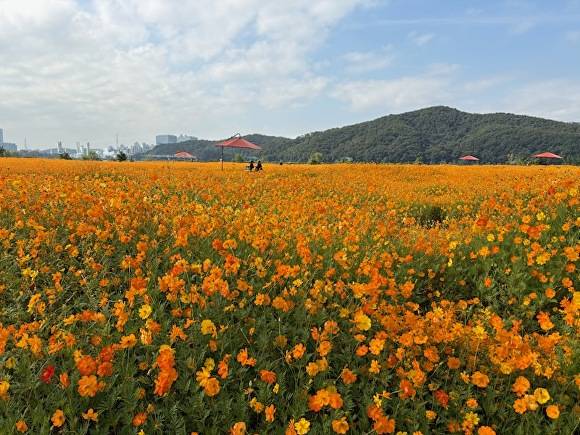 용인특례시 기흥호수공원 황화코스모스 경관단지. [사진=용인특례시]