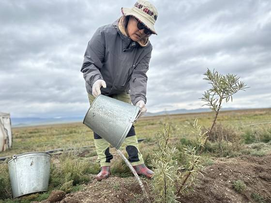 몽골 바양항가이에 조성된 상생의 숲에서 주민이 나무에 물을 주고 있다. 천권필 기자